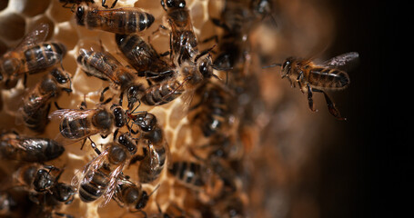 |European Honey Bee, apis mellifera, Black Bees on a wild Ray, Brood, Bee Hive in Normandy