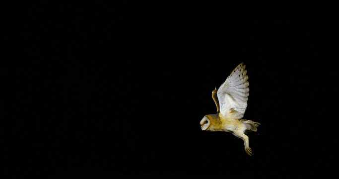 Barn Owl, tyto alba, Adult in flight, Normandy in France
