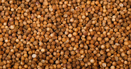 Coriander, coriandrum sativum, seeds falling against White Background