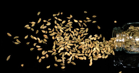 Cardamom, elettaria Cardamomum, spice falling against Black Background