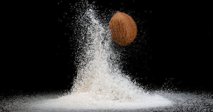 Coconut, cocos nucifera, Fruit and Powder Exploding against Black Background