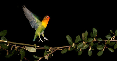 Fischer's Lovebird, agapornis fischeri, Adult standing on Branch, taking off, in flight