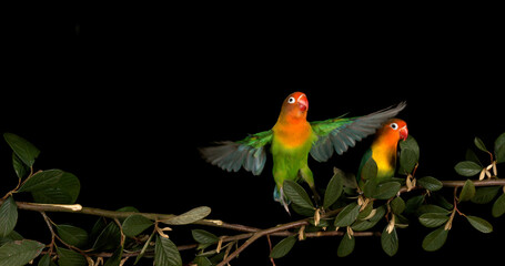 Fischer's Lovebird, agapornis fischeri, Pair standing on Branch, taking off, in flight