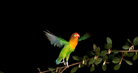 Fischer's Lovebird, agapornis fischeri, Adult standing on Branch, taking off, in flight