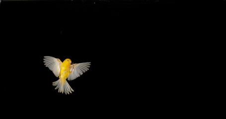 Yellow Canary, serinus canaria, Adult in flight against Black Background - obrazy, fototapety, plakaty