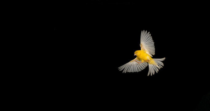 Yellow Canary, serinus canaria, Adult in flight against Black Background