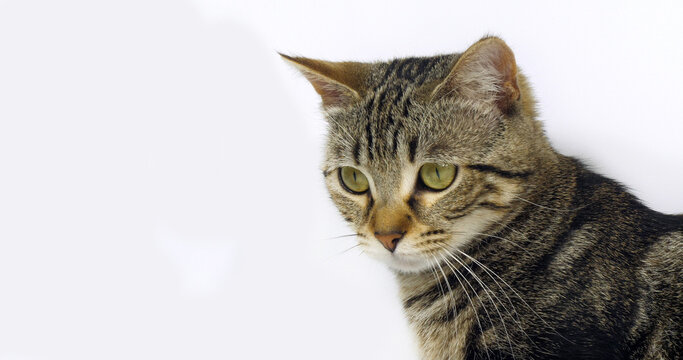 Brown Tabby Domestic Cat, Portrait of A Pussy On White Background