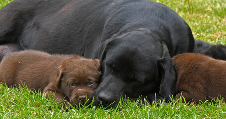 Black Labrador Retriever Bitch and Black and Brown Puppies on the Lawn, Normandy