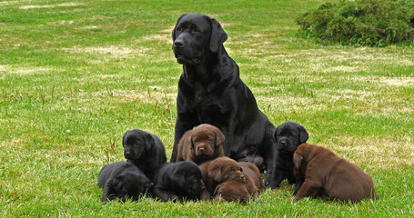 Black Labrador Retriever Bitch and Black and Brown Puppies on the Lawn, Normandy