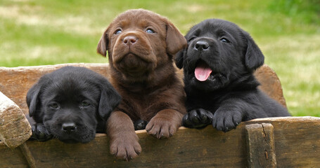 Labrador Retriever, Brown and Black Puppies in a Wheelbarrow, Normandy in France