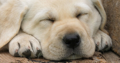 Labrador Retriever, Yellow Puppy sleeping in a Wheelbarrow, Normandy in France