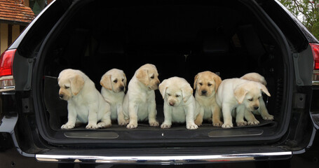Yellow Labrador Retriever, Puppies in the Trunk of a Car, Normandy in France