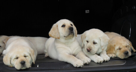 Yellow Labrador Retriever, Puppies Sleeping in the Trunk of a Car, Normandy in France