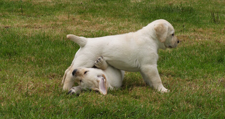 Yellow Labrador Retriever, Puppies Playing on the Lawn, Normandy in France