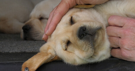 Yellow Labrador Retriever, Puppy Sleeping in the Trunk of a Car, Hand of Woman, Normandy in France