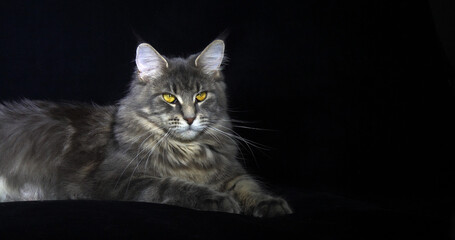 Blue Blotched Tabby Maine Coon Domestic Cat, Female laying against Black Background, Normandy in France