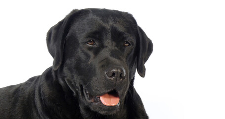 black Labrador Retriever, Portrait of Bitch on White Background, Normandy