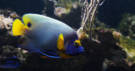 Naklejka na ściany i meble Blueface Angelfish, pomacanthus xanthometopon, Adult near Coral , Fish from the Indian Ocean