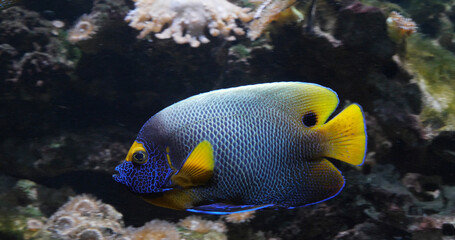 Fototapeta na wymiar Blueface Angelfish, pomacanthus xanthometopon, Adult near Coral , Fish from the Indian Ocean
