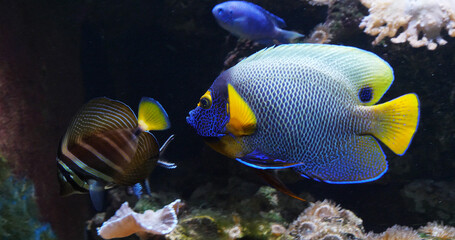 Fototapeta na wymiar Blueface Angelfish, pomacanthus xanthometopon, Adult near Coral , Fish from the Indian Ocean