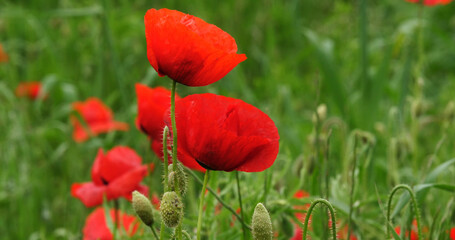 Naklejka premium Poppies field, papaver rhoeas, in bloom, near Sibenik in Croatia