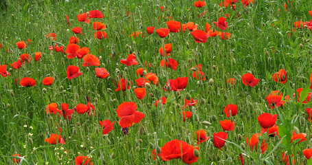Fototapeta premium Poppies field, papaver rhoeas, in bloom, near Sibenik in Croatia