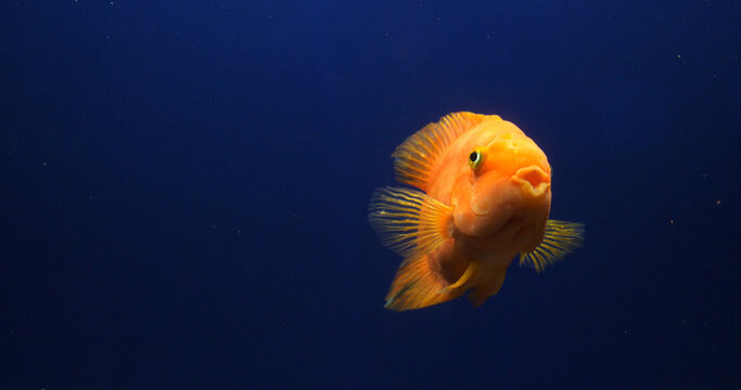 Midas Cichlid, amphilophus citrinellus, Fish swimming in a Freshwater Aquarium