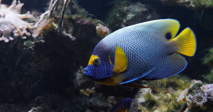 Blueface Angelfish, pomacanthus xanthometopon, Adult near Coral , Fish from the Indian Ocean