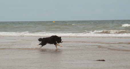 Border Collie Dog, Male Running on the Beach, Normandy