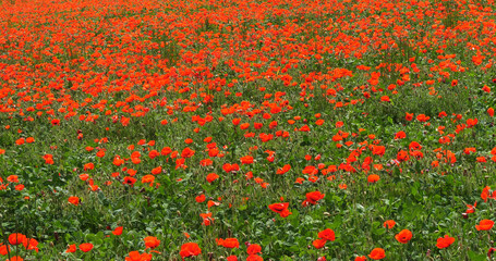 Poppies field, papaver rhoeas, in bloom, Wind, Normandy in France