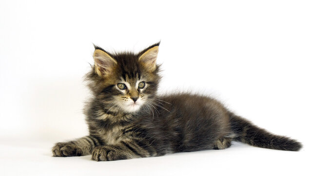 Brown Blotched Tabby Maine Coon Domestic Cat, Kitten against White Background, Normandy in France