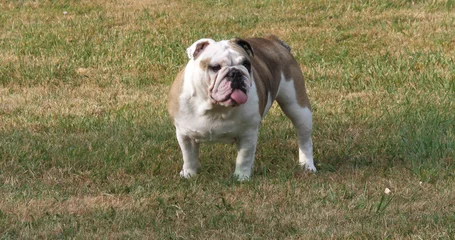 Foto op Canvas English Bulldog, Female on the Lawn, Normandy © slowmotiongli