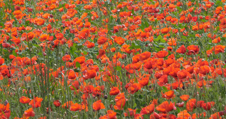 Poppies , papaver rhoeas, in bloom, Normandy in France