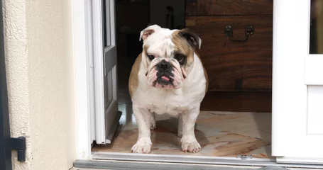 Sierkussen English Bulldog, Female waiting at the Door of the House, Normandy © slowmotiongli