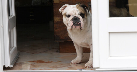 English Bulldog, Female waiting at the Door of the House, Normandy