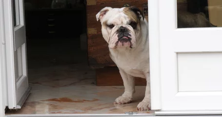 Crédence en verre imprimé Bulldog français English Bulldog, Female waiting at the Door of the House, Normandy