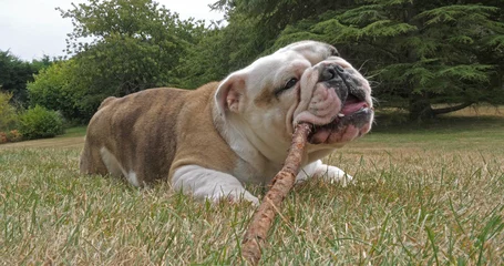 Fotobehang Franse bulldog English Bulldog, Female playing with a Stick of Wood on the Lawn, Normandy