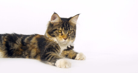 Naklejka na ściany i meble Brown Tortie Blotched Tabby and White Maine Coon Domestic Cat, Female against White Background, Normandy in France