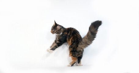 Brown Tortie Blotched Tabby and White Maine Coon Domestic Cat, Female playing against White Background, Normandy in France