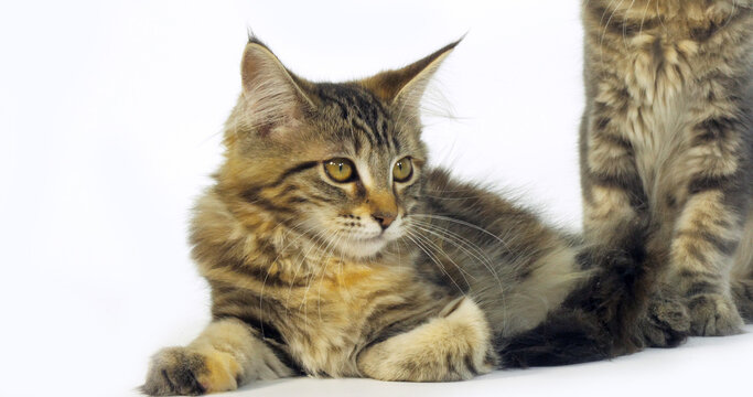 Brown Tortie Blotched Tabby Maine Coon, Domestic Cat, Portrait of a Kitten against White Background
