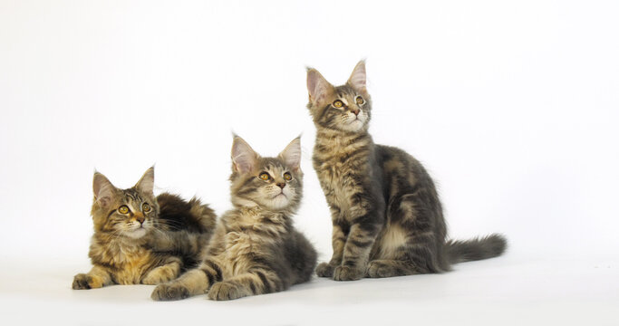 Blue Blotched Tabby and Brown Tortie Blotched Tabby Maine Coon, Domestic Cat, Kittens against White Background, Normandy in France