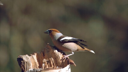 Hawfinch, coccothraustes coccothraustes, Adult standing on Branch, Normandy in France