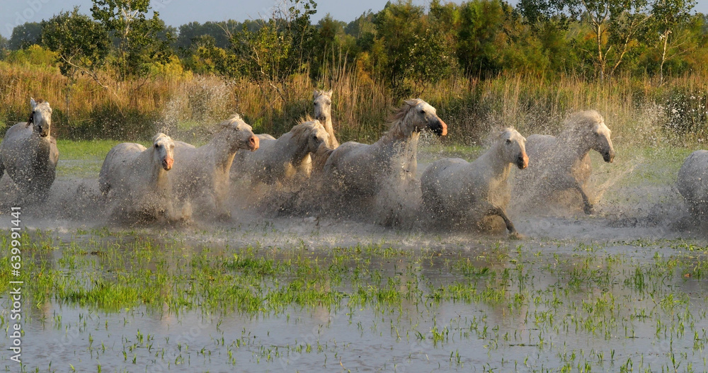 Sticker camargue horse, herd trotting or galloping through swamp, saintes marie de la mer in camargue, in th