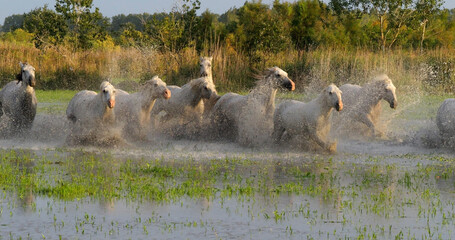 Camargue Horse, Herd trotting or galloping through Swamp, Saintes Marie de la Mer in Camargue, in the South of France