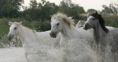Camargue Horse, Herd trotting or galloping through Swamp, Saintes Marie de la Mer in Camargue, in the South of France - obrazy, fototapety, plakaty