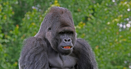 Eastern Lowland Gorilla, gorilla gorilla graueri, Portrait of Male