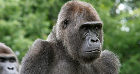 Eastern Lowland Gorilla, gorilla gorilla graueri, Portrait of Female