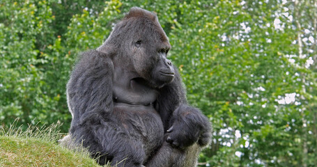 Eastern Lowland Gorilla, gorilla gorilla graueri, Male sitting