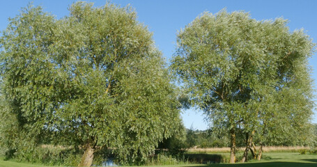 Pollard Willow near Pond, salix alba, Normandy in France © slowmotiongli