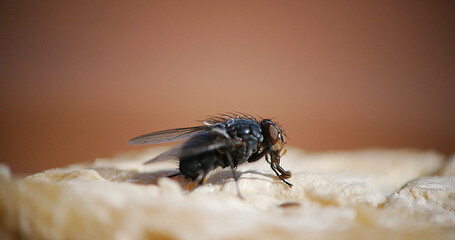 Fly standing on a Piece of Cheese, Normandy in France